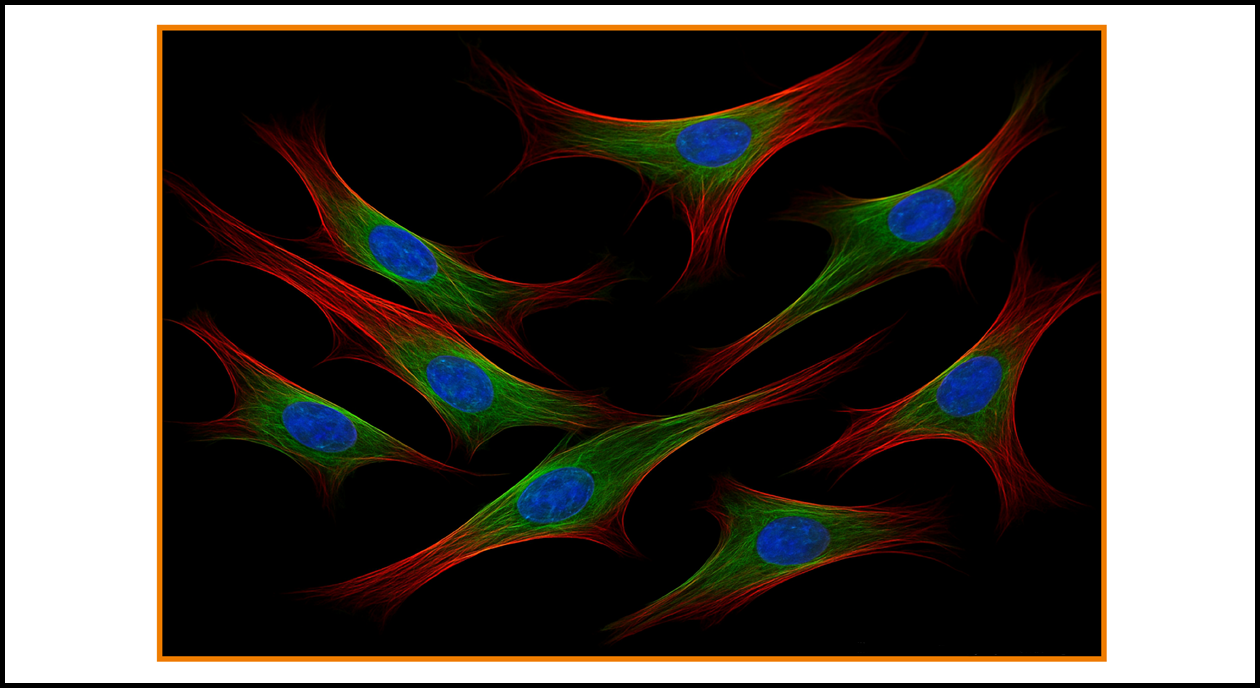 Cell Painting image v1